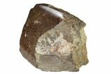 Polished Dinosaur Bone (Gembone) Section - Utah #151430-2